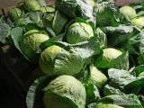 Sprzedam kapustę dużą ładną prosto z pola duże ilości 
