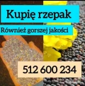 Kupię rzepak gorzej jakości z robakami zanieczyszczony wilgotny szybka płatność
