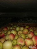 Sprzedam jabłko odmiany Ligol za wagę w skrzyni, około 90 skrzyń 