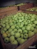 Sprzedam jabłko odmiany Golden za wagę w skrzyni , około 100 skrzyń