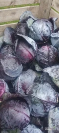 Sprzedam czerwoną kapustę, główka 3-5kg, odmiana Romanów, ilość ok 5t