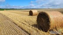 Sprzedm 1000 t słomy konwencjonalnej. Sprasowana w dużą kostke lub baloty "150". Odbiory w okolice Kętrzyna.