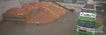 Skup jablek przemysłowych.Odbior bezpośrednio od producenta.